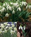 Snowdrop Collection, 75 bulbs in the%2 